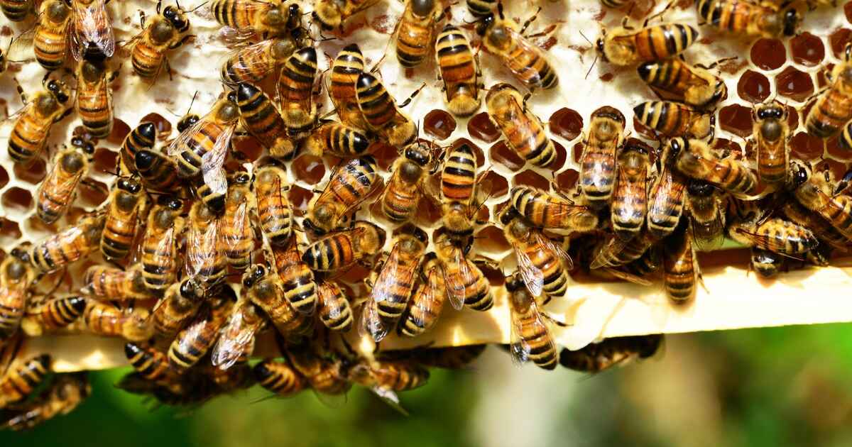 Abeilles en activité sur un rayon de miel, gros plan sur la texture du cadre de ruche